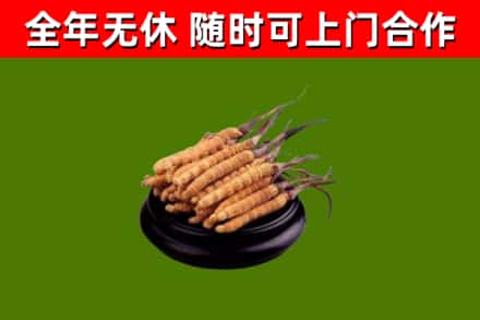 遵化市烟酒回收冬虫夏草.jpg